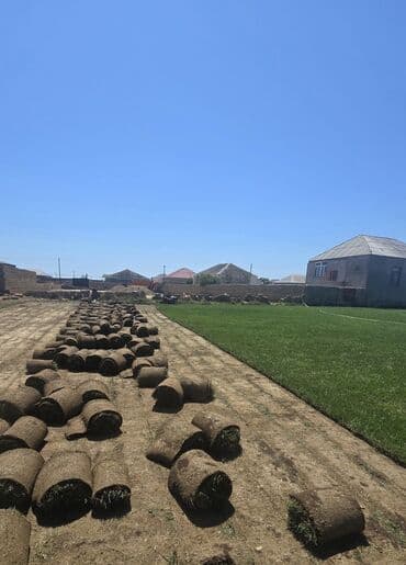 devedabani bitkisi: Rulon qazon – peşəkar şəkildə becərilmiş, sıx və vahid yaşıllıq — 1