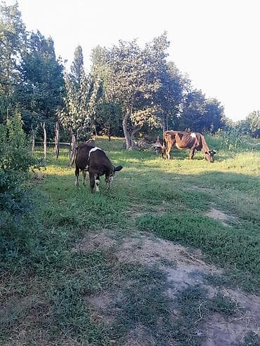 аквариум без рыб: İneg satilir Isteyen olsa bala ileya da tek, bala 4 cu aya keçib — 7