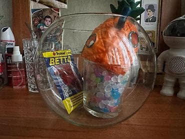 Akvaryum üçün mini set - Şüşə balıq qabı (kürə formalı), dekorativ