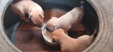 породистые собаки в добрые руки: 2 ay, Erkek, Sənədli, Ünvandan götürmə — 4