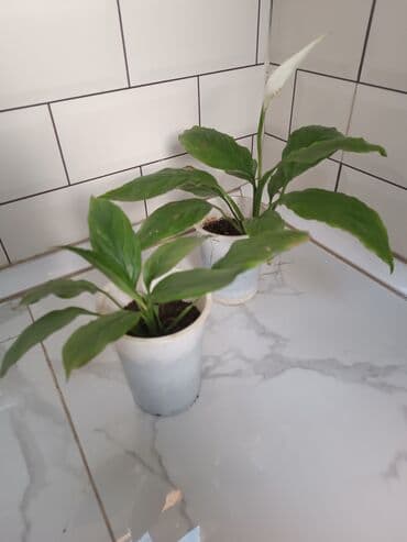 spatifilium: Otaq bitkiləri dəsti Şəkillərdəki bitkilər: - Spathiphyllum (Sülh — 1