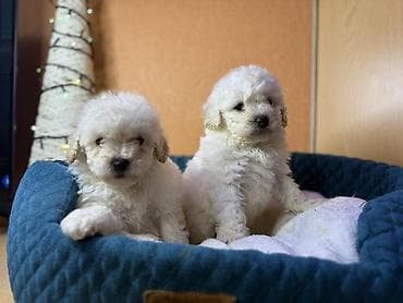 qala cinsi: Pudel, Erkek — 7