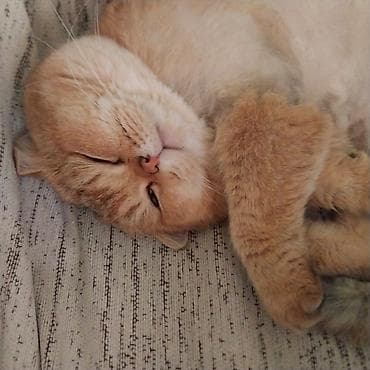 pisiylər: Britan — 3