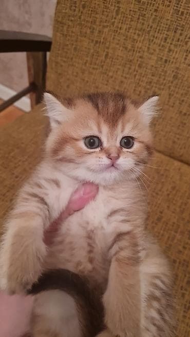 pişik pers: Britan — 5