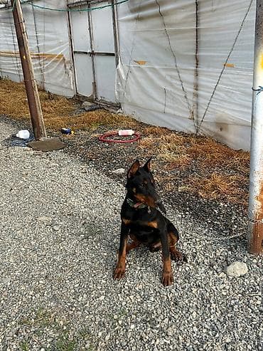 Doberman