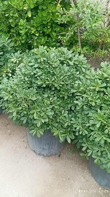 hokmeli cicek: Pitosporum Tobira (Yapon pitosporumu) – dekorativ həmişəyaşıl kol - — 1