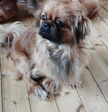 barter itlə: Pekines, 2 ay, Peyvəndli, Ödənişli çatdırılma — 5