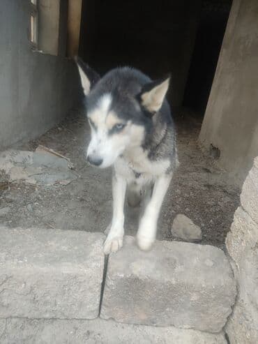 basenc itləri: Xaski, Dişi — 2