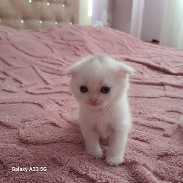 приют для кошек баку: Шиншилла, Самка, В добрые руки, Самовывоз — 1