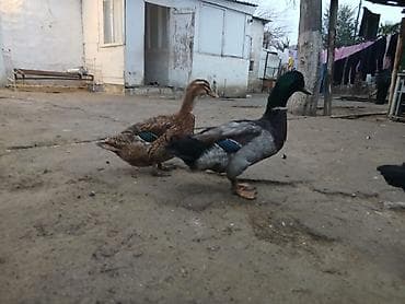 Atlar: Erkək, Damazlıq — 4