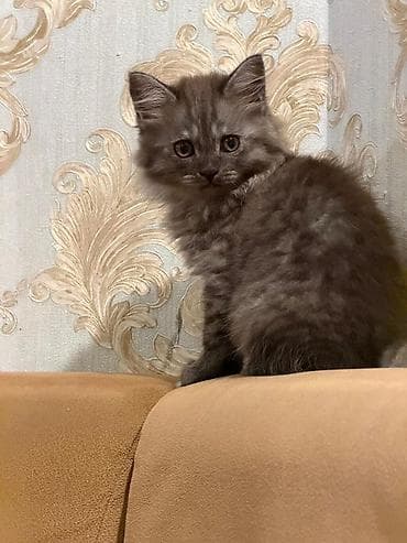 pișik: Tüstü-boz rəngli, uzun və qalın tüklü balaca pişik. Yumru sifət, iri — 4