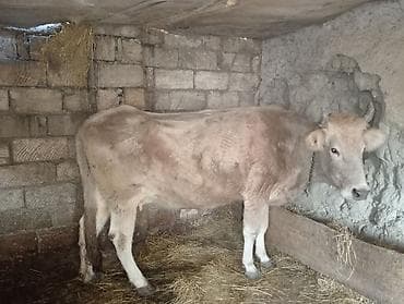 sud mawini: Inək qısırdı 200 kq ya yaxın əti var — 5