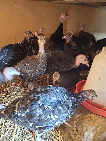 pitbull balasi satilir: Salam Təmiz qan Amerkan Bronz cinsli suretli böyüyən çox yumurtayan ev — 1