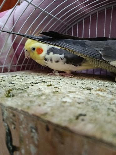 Digər heyvanlar: Nimfa (Cockatiel) papağanları – müxtəlif rənglər - Növ: Nimfa — 3