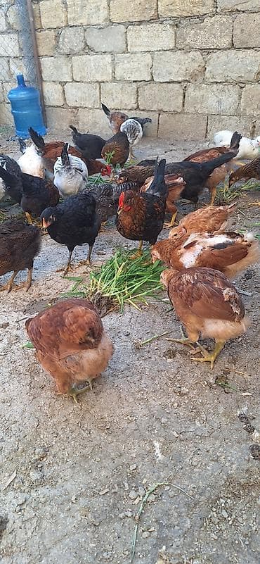 Kend çolpaları .Qiymet 6 manat 50 qepik