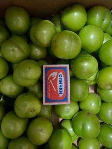 Digər qida məhsulları: Məhsul: Meyvə bağ sahəsi (çoxillik əkililər) Təsvir: - Səliqəli — 6