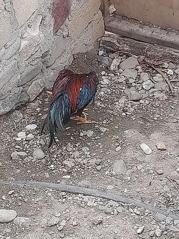 inək satisi: Salam aleykum 8aylığ təmzi qan heyrati satlır avqust beçəsidi hələ tam — 3