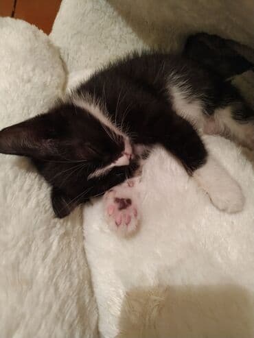 etibarli elere verilir: Pişiklər — 1