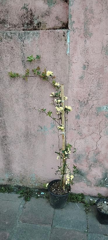 koji beri: Bitki: Sarı çiçəkli dırmaşan qızılgül (Rosa banksiae ‘Lutea’ – — 3