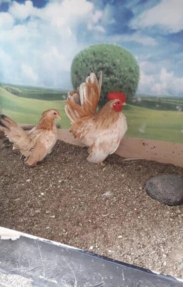 xoruzun nece rengi var: Xoruz, il: 1 — 1