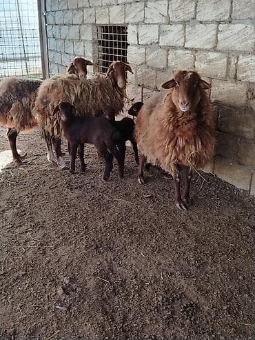 it adlari 2020: Qoyun və quzu dəstəsi - Cins: yerli yağlı quyruq tipli (qəhvəyi — 4