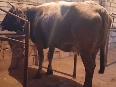 Другие с/х животные: Yem Malidi Süper Kokdu — 1