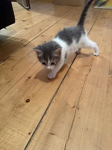 pisi: Erkək, Dişi, Yaxşı əllərə — 10