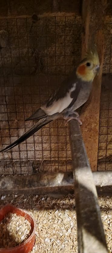 Göyərçinlər: Salam cut korella satiram hec bir problemleri yoxdu, Qiymet cutune — 5