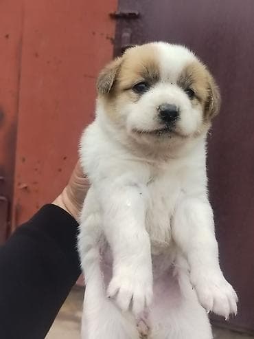 xususi heyvan adlari: Salam Ozune Temmiz Qan Qurdbasar kucuki Axdaran Elaqe Saxlasin 24 — 1