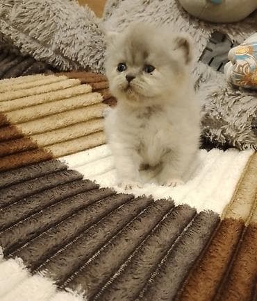 pisik ucun evler: Britan — 3