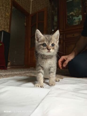 ən şirin pişiklər: Самец — 8