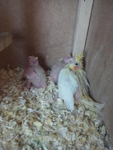 feniks quşu: Qırmızı göz lutino balaları satışda təmiz sağlam vitaminli quşlardır — 3