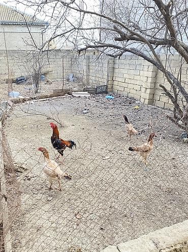 Toyuq, Damazlıq, Ödənişli çatdırılma, Ünvandan götürmə