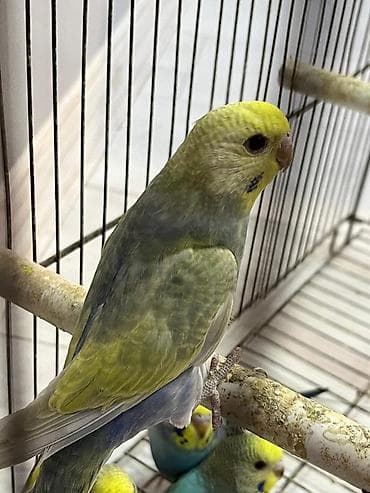 Çernil rainbov biri 30 manat 
Ünvan Fatmayı kəndi