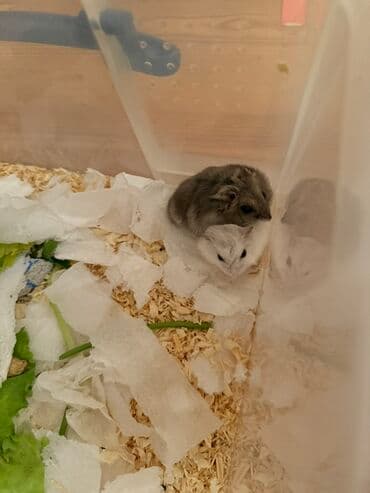 ördək bala: 🐹Möhtəşəm Bala Gözləntisi! Tezliklə Sizi Sevindirəcəyik!🫶🏻 Gözəl — 1