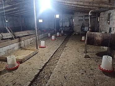 Quşçuluq təsərrüfatı üçün hazır obyekt Hazir biznes kimi