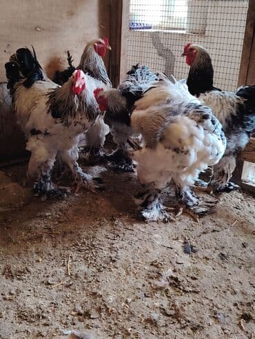 erkey quzular: Məhsul: Brahma cins xoruzlar. Təsvir: - İri gövdəli, sıx lələklənmiş — 3