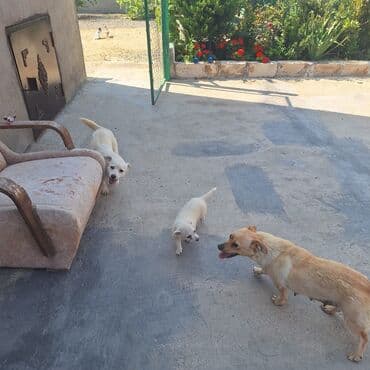 отдам собаку в хорошие руки: Звонок, 5 месяцев — 4