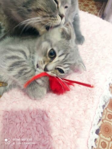 Opel: Шотландская, Самец, Самовывоз — 1