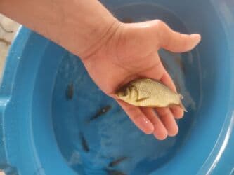 betta balıq: Balig 19 ededi kalp baligi — 7