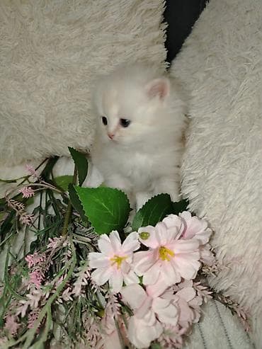 siyam pisiyi: Şotland — 5