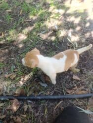 джек рассел терьер бишкек: Cek rassel teryer, 1 ay, Erkek, Ödənişli çatdırılma — 3