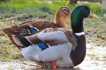 qaz ördey: Tam temiz ruana ordey yumurtaların 90 faiz mayalı yumrtalar satlr — 3