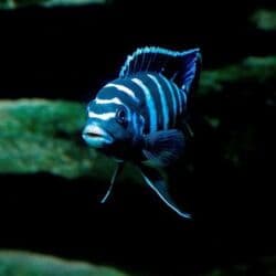 oskar balığı: Cixlid balığı, Yırtıcı, Ünvandan götürmə, Pulsuz çatdırılma, Ödənişli çatdırılma — 3