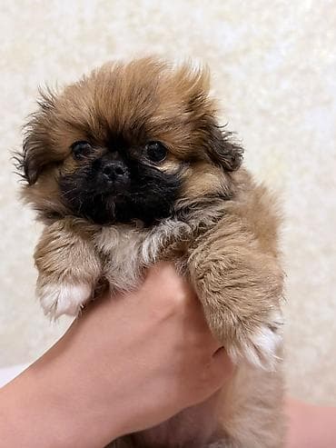 heyvanlar: Pekines — 6