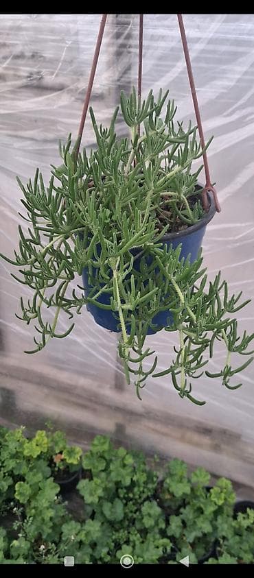 qazan desderi: Asma saksıda “Buzgülü” (Delosperma/Trailing Ice Plant) – — 9