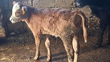 kənd toyuqlarının satışı: Birinci qarına doğub Smental mələzidi balası təmiz qan smentaldı süni — 2