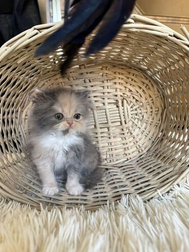 şotlan pişik: Şotland yastı qulaq, Erkək, Dişi, Yaxşı əllərə, Ünvandan götürmə, Pulsuz çatdırılma, Ödənişli çatdırılma — 183