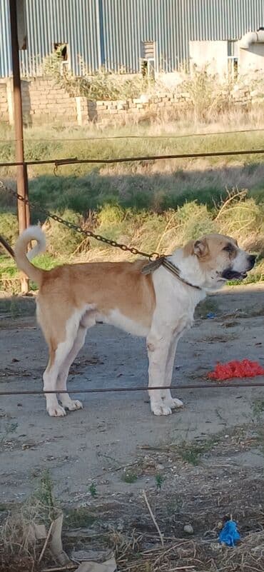 it satisi 2021: Qurdbasar, 2 il, Erkek, Peyvəndli, Ödənişli çatdırılma — 3