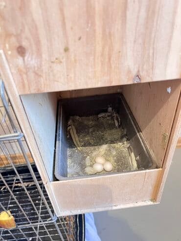 qurbanlıq qoyun qiymətləri 2024: 3 korella(disi erkek) 3 yumurta ve boyuk qefes, qefes hem üstden — 7